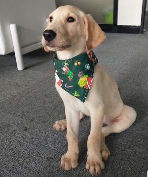 Bandana kerstmotief hond