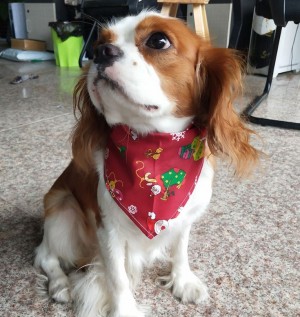 Bandana hond kerstmotief