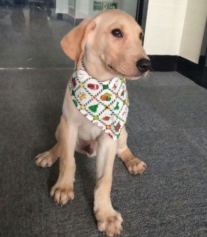 Bandana hond kerstmotief