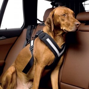 Autotuigje hond Allsafe