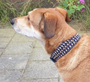 Halsband hond feestdagen