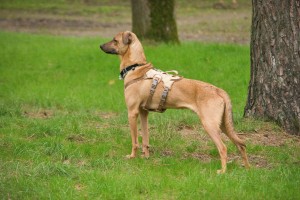 No escape tuigje veiligheidstuigje hond