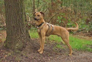 No escape tuigje veiligheidstuigje hond